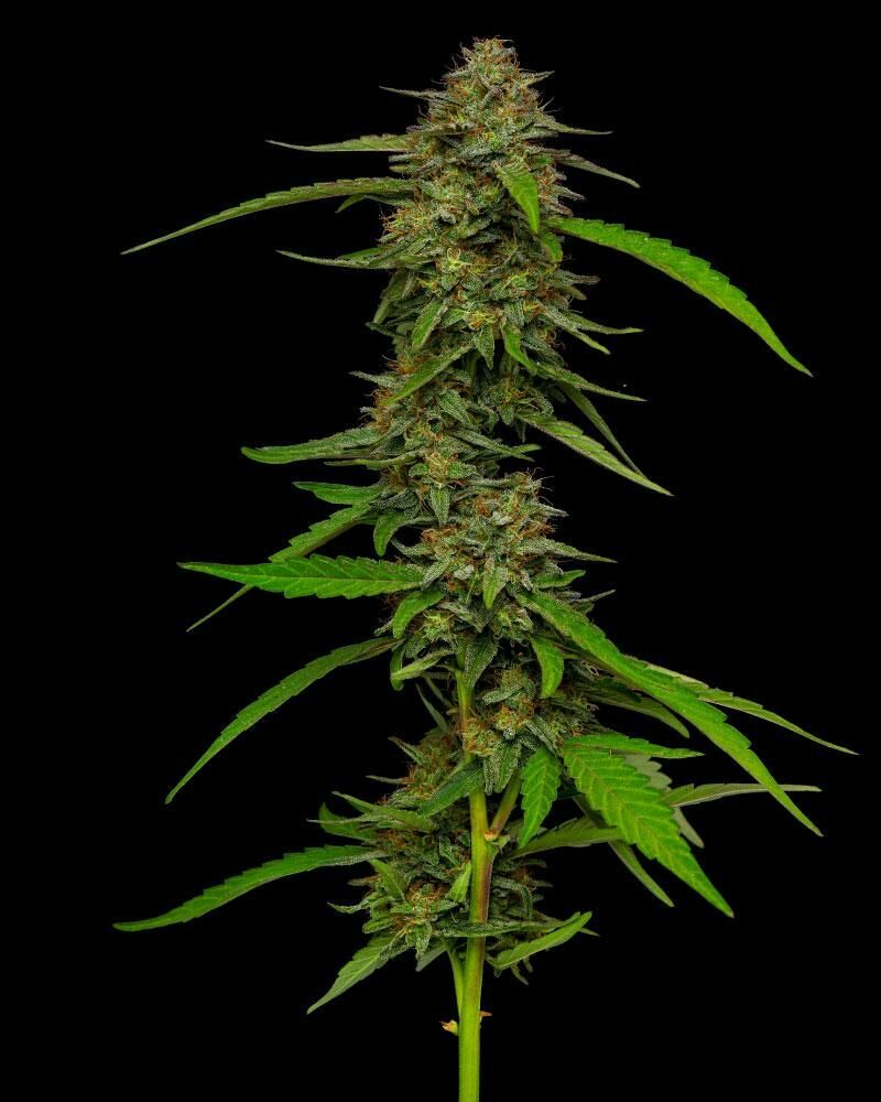 Strawberry Cheesecake Auto, Фасовка: 3, изображение 2